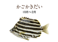 fish08