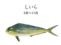 fish14